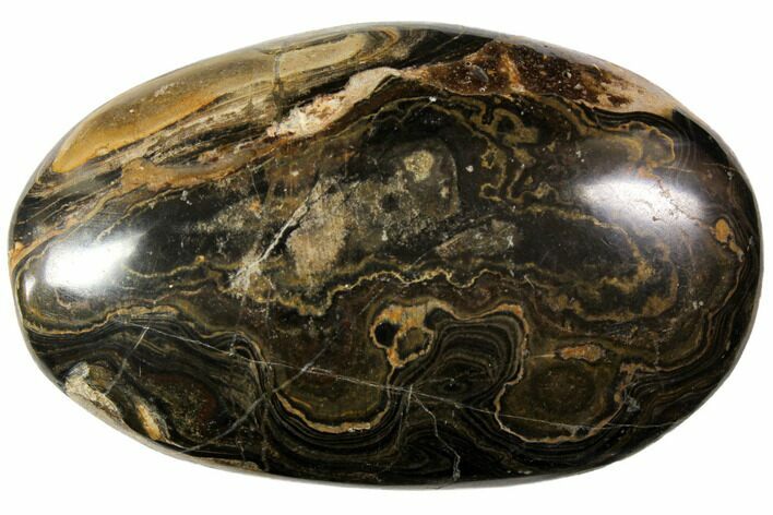 Polished Stromatolite (Greysonia) Pebble - Bolivia #113517